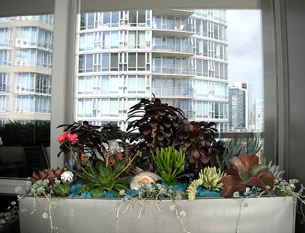 Succulents on a small balcony