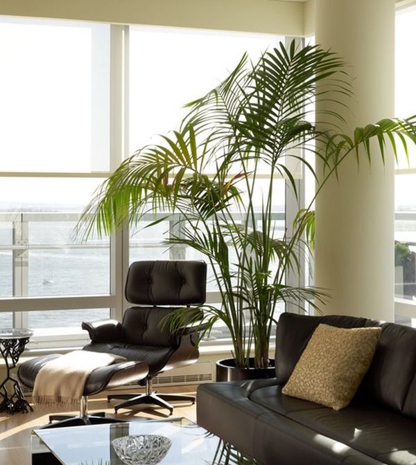 Touch of tropical goodness next to the Eames Lounge