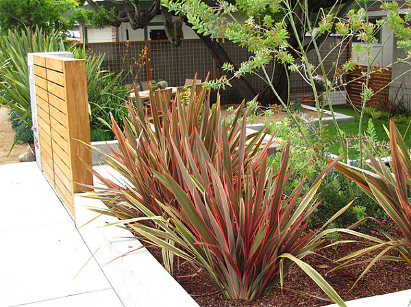 Spiky plants in a modern yard