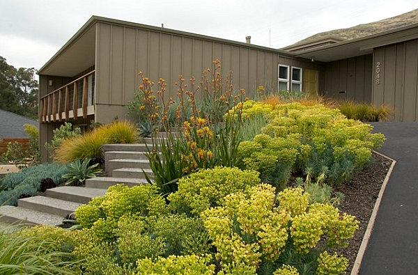 Stunning yellow plants in a modern front yard