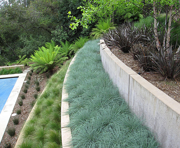 Grassy plants in rows