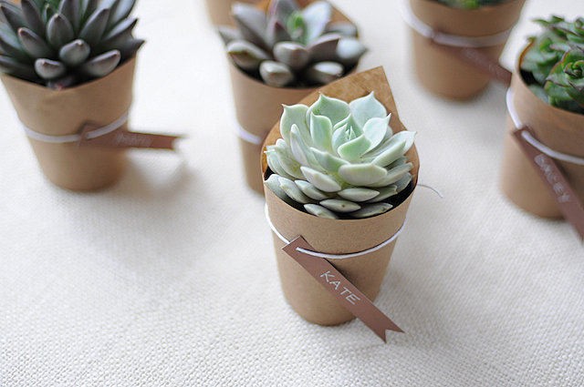 Succulent favors