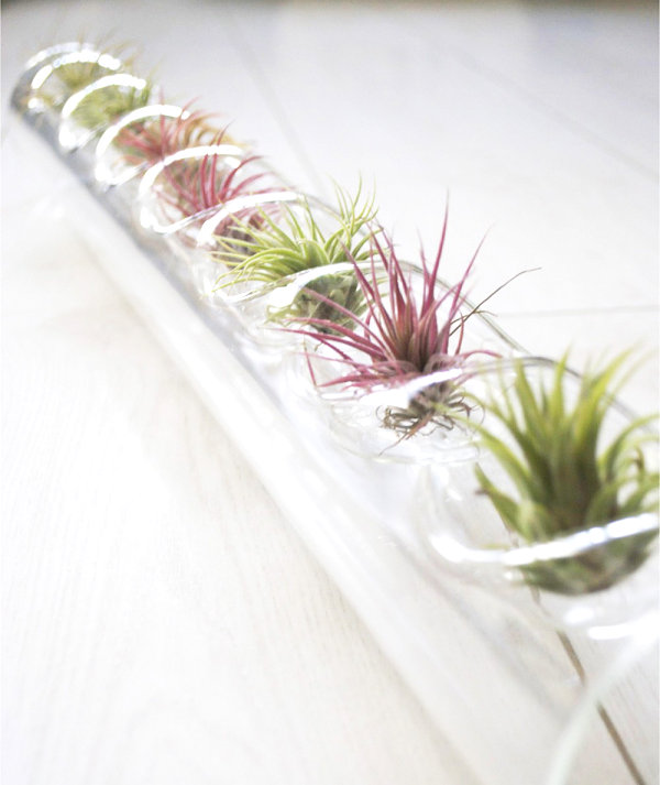 Air plant centerpiece