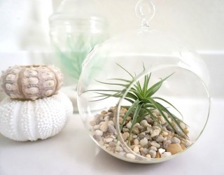 What a Difference an Air Plant Makes