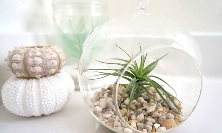 What a Difference an Air Plant Makes