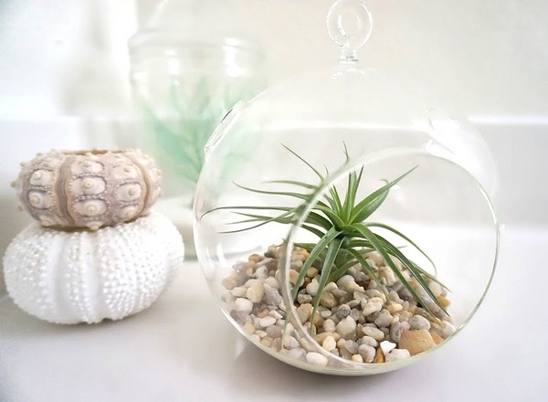 Air plant on a clean-lined counter