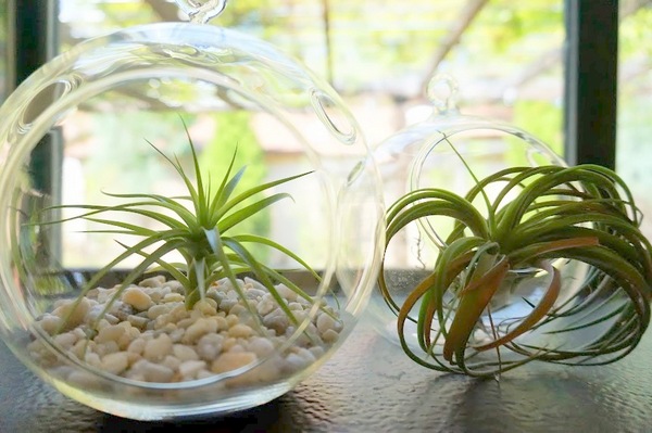 A pair of air plants in a picture window