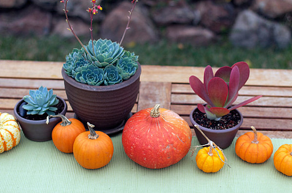 Fall centerpiece with succulents