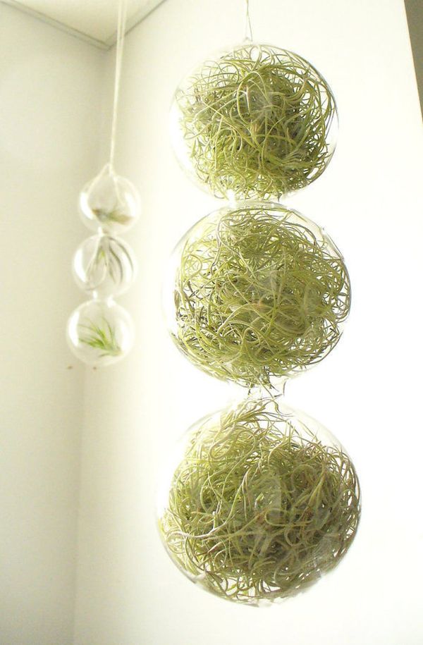 Glass globes filled with fascinating air plants