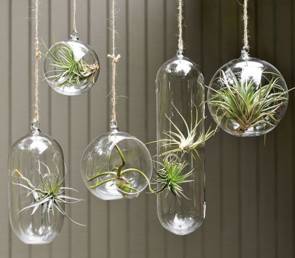 Hanging Glass Bubble Collection brings the terrarium inside