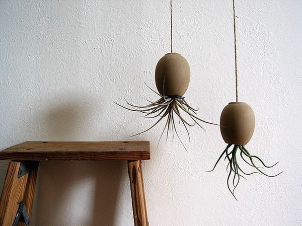 Michael McDowell's air plant pods