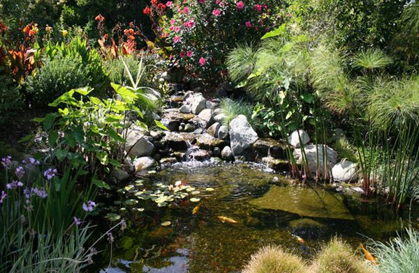 Natural look of the koi pond adds to the beauty of the landscape