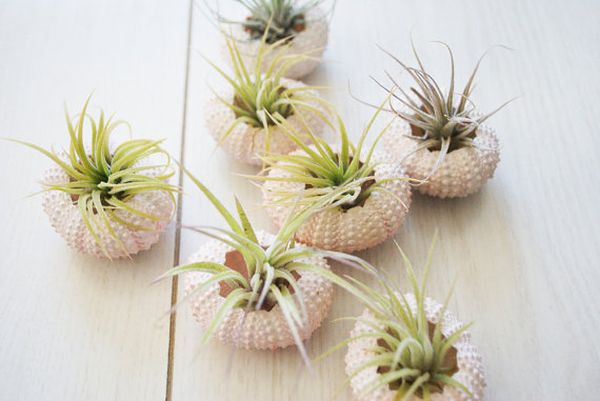 Pink Sea Urchin Planters on the Wall