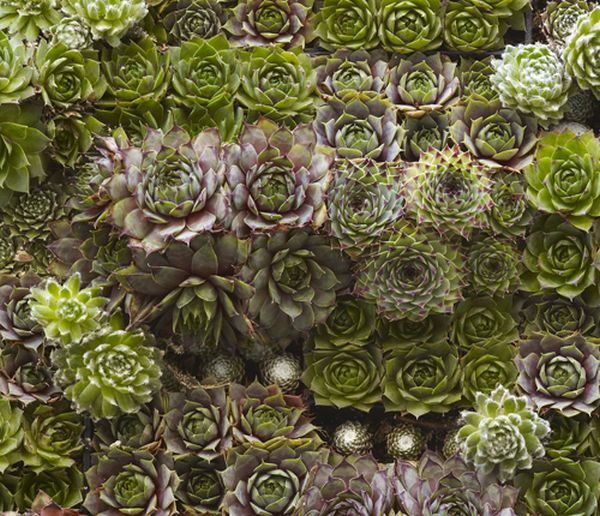 A closer look at the succulent living wall design