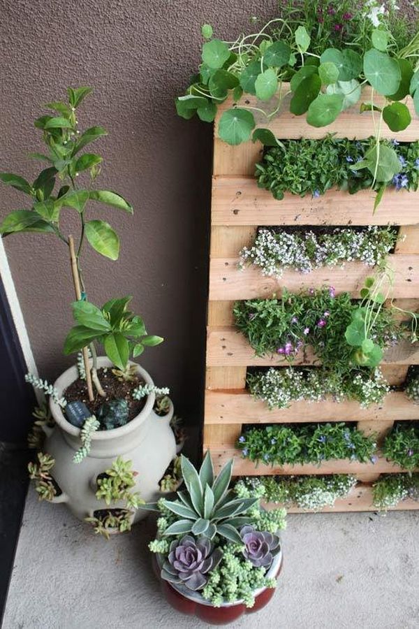 A mini-herb garden in the living wall style looks great in the kitchen