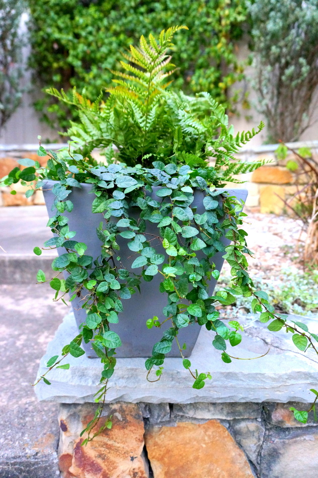 Autumn fern in a gray pot