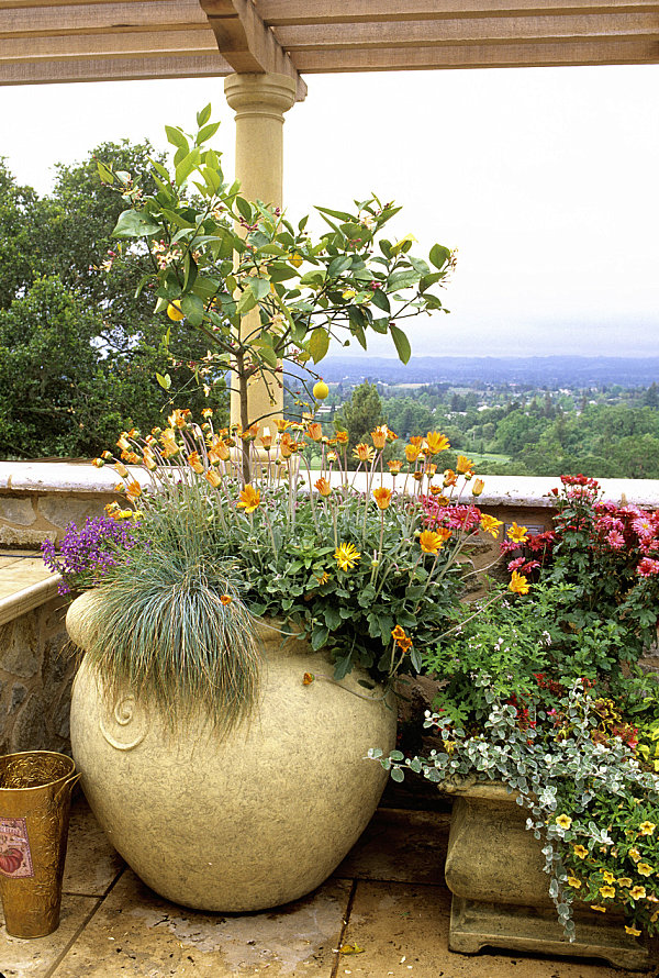 Beautiful plants in a scenic outdoor space