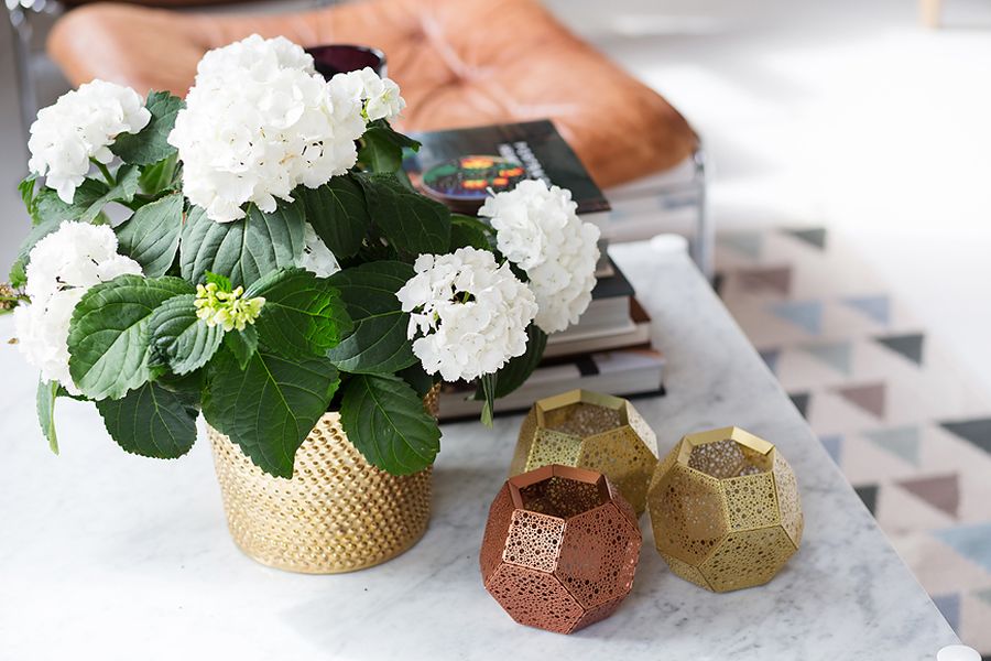 Brass flower pot adds a metallic tinge to the apartment