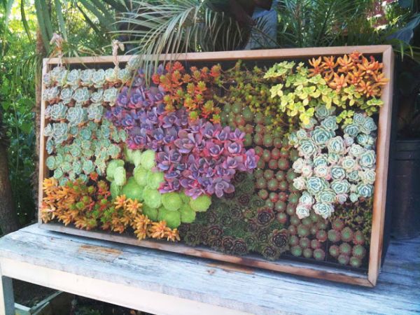 Combine different colors of succulents to get a more vibrant look