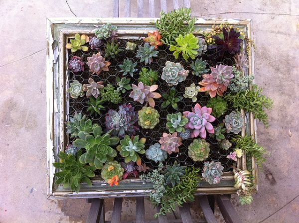 DIY living wall idea from a vintage frame