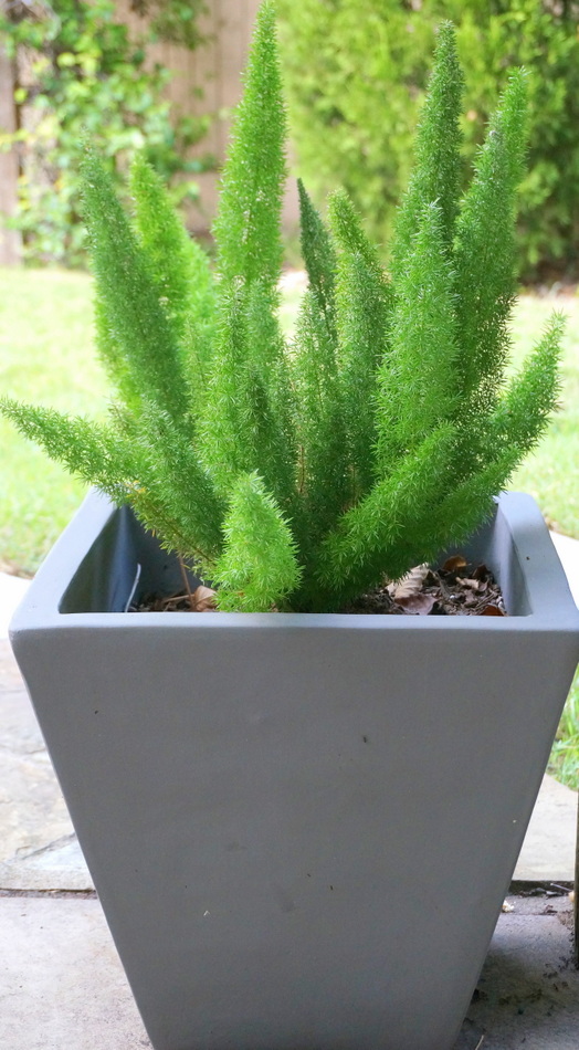Foxtail fern in a gray planter-001
