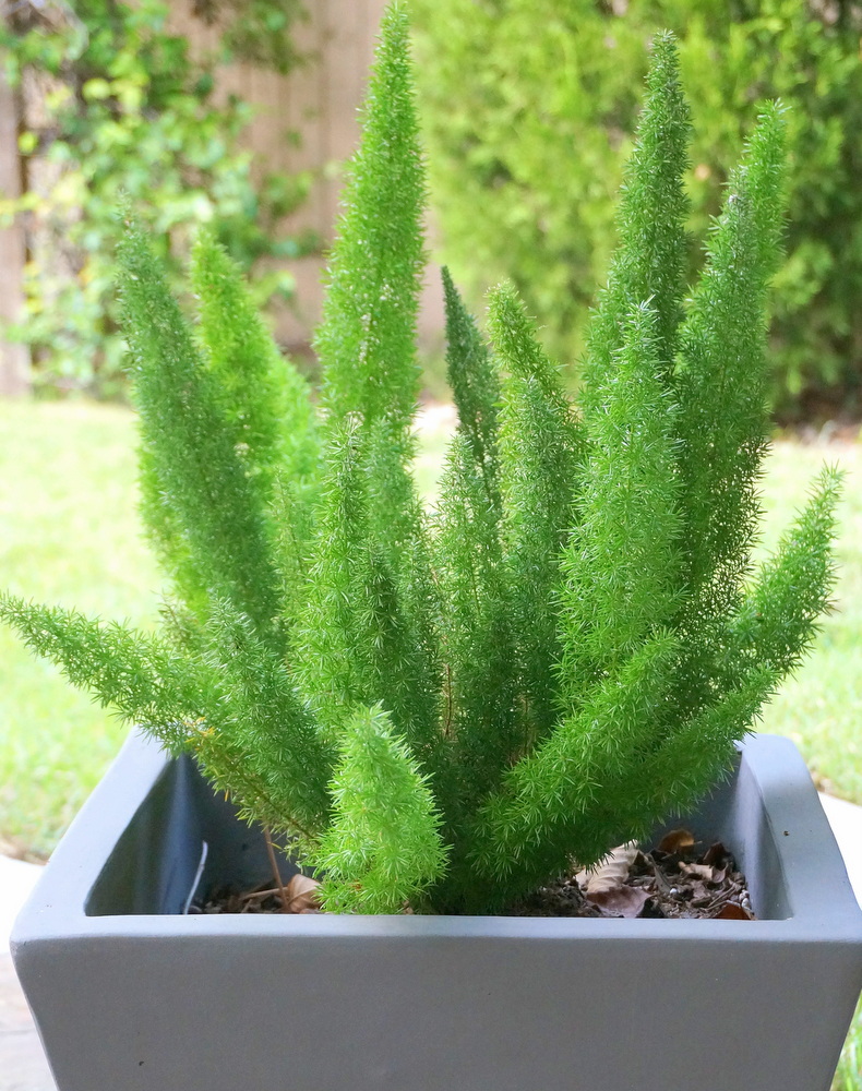 Foxtail fern in a gray planter