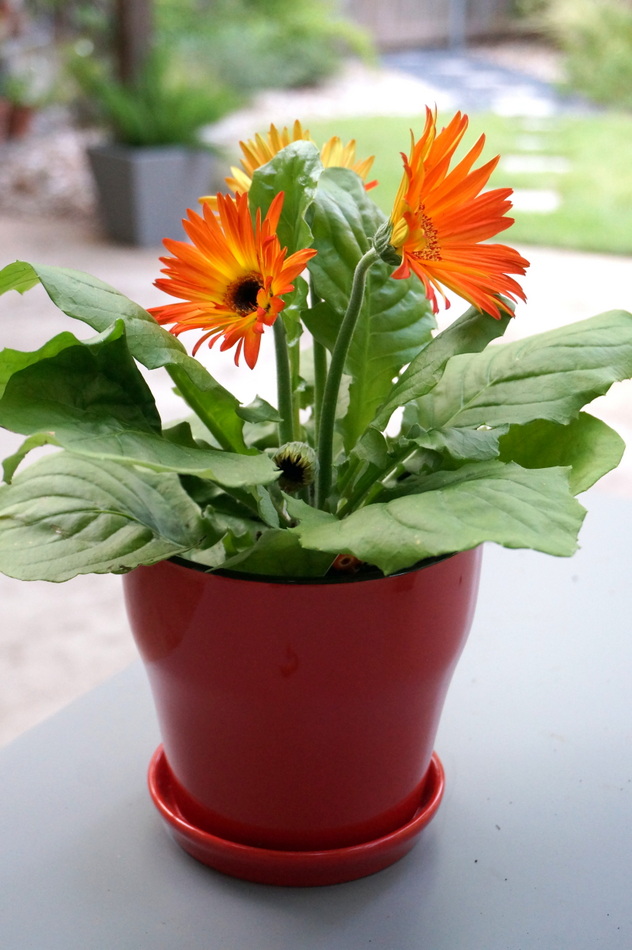 Gerbera daisies in a red pot