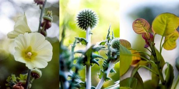 Hollyhock and smoke bush add color to the garden