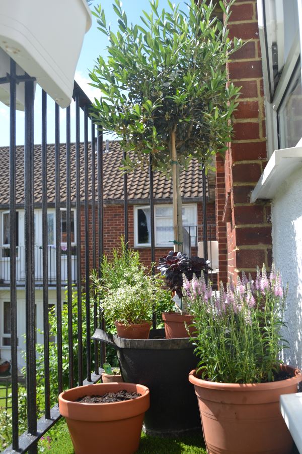 Balcony Gardens Prove No Space Is Too Small For Plants