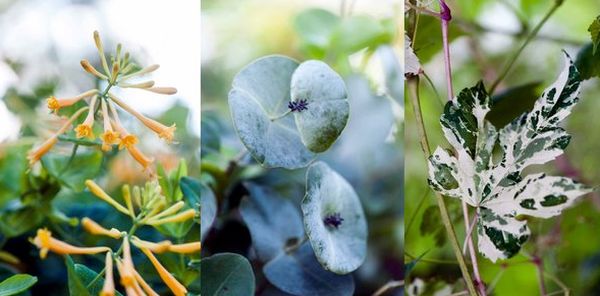 Variety of plants in the gorgeous garden - Honeysuckle & Porcelain berry wine