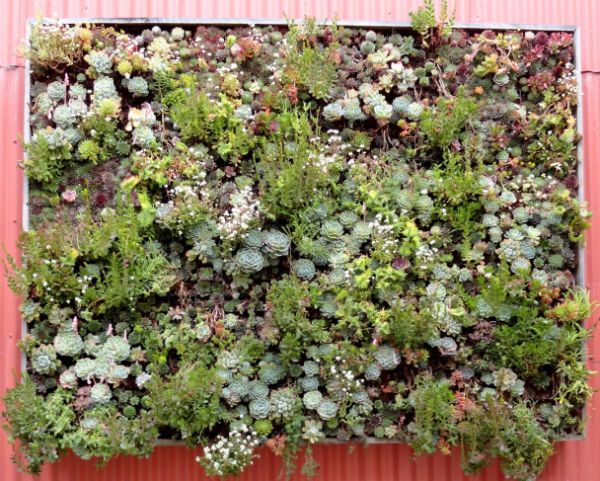 Vertical living wall panels from Flora Grubb