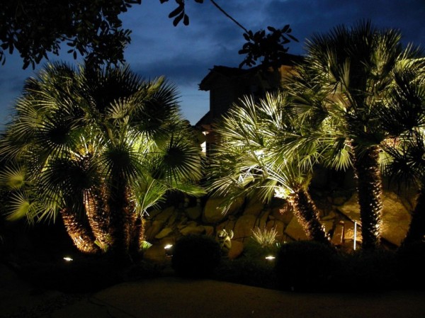 unique palm trees backlit lighting