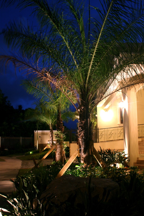 beautiful palm trees in garden at night