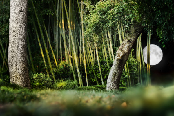 bamboo garden lighting with moon