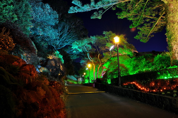 colorful lighting at Wellington Botanical Night Street in Gardens Roads New Zealand