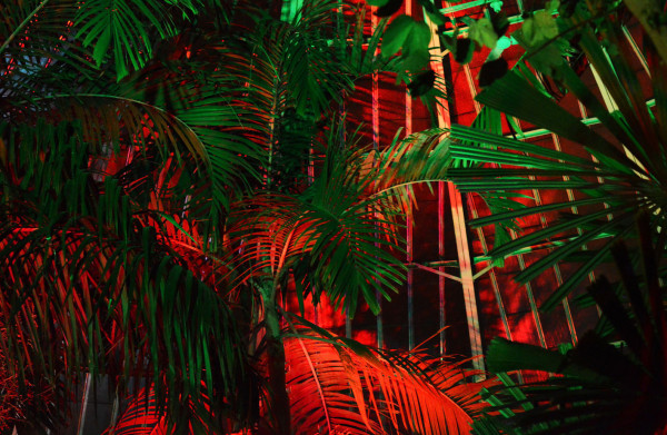 red lighting in botanical gardens gives a dramatic contrast