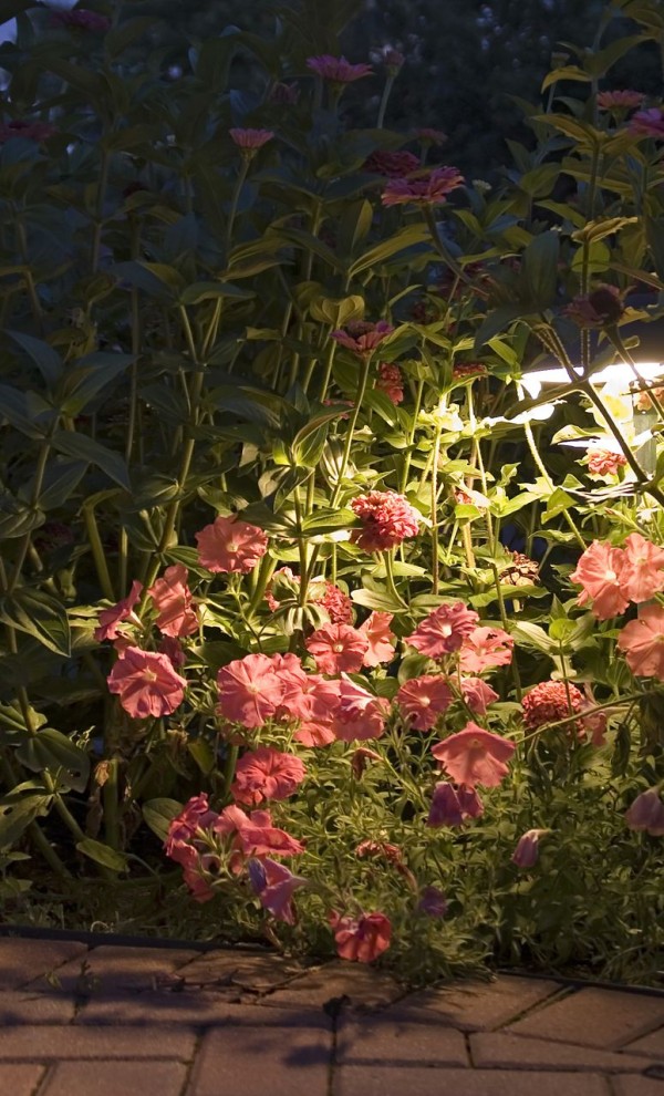 lighting garden flowers from behind