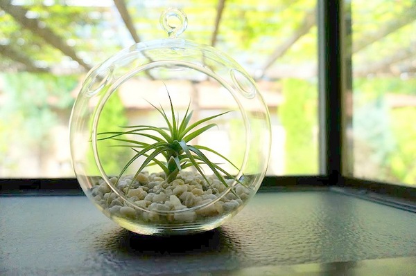 Air plant in a glass globe