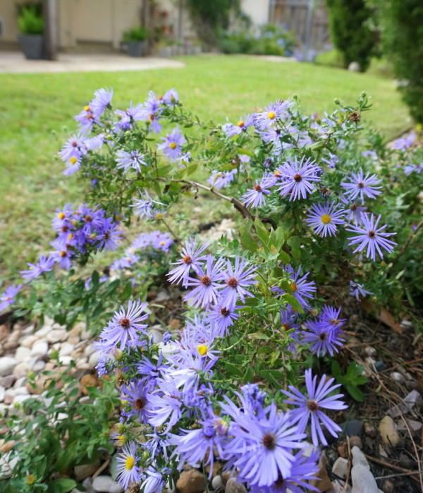 Blooming aster is a vivid contrast to a green palette