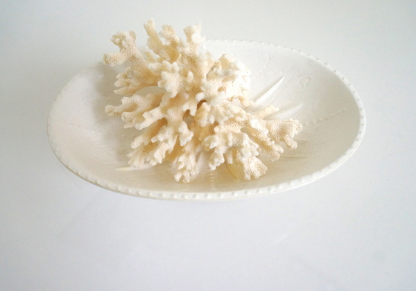 Coral in a display dish