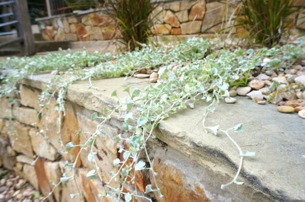 New growth in a patch of silver falls dichondra