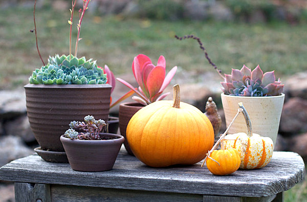 Pumpkin succulent medley