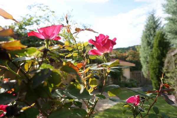 Many roses bloom more than once a year