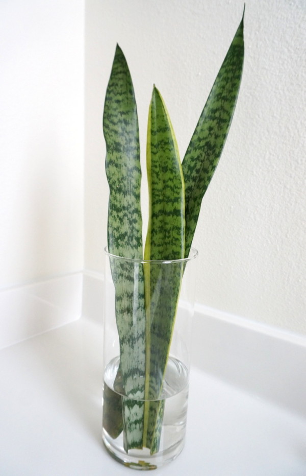 Sansevieria leaves in a clear glass vase