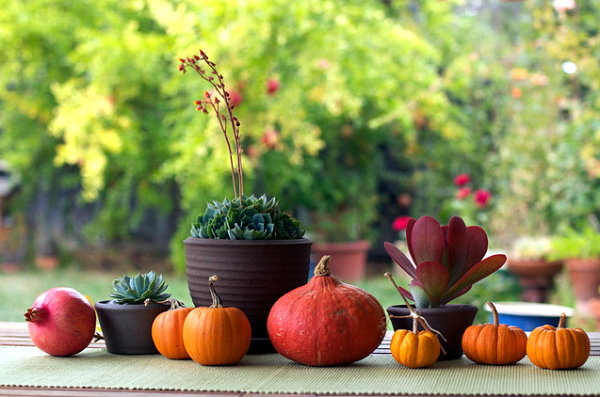 Succulents and fall produce