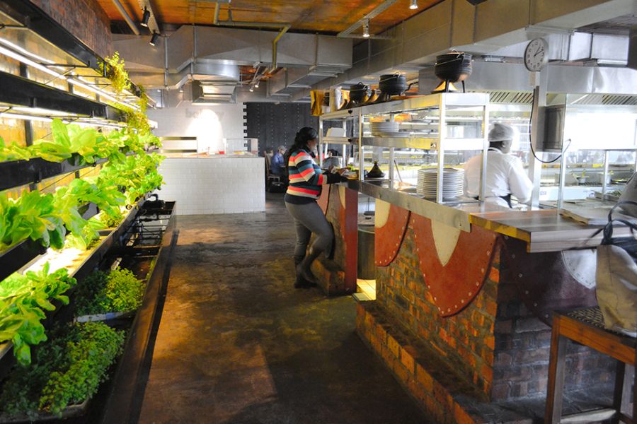 Sustainable aquaponic farming at the Moyo Restaurant