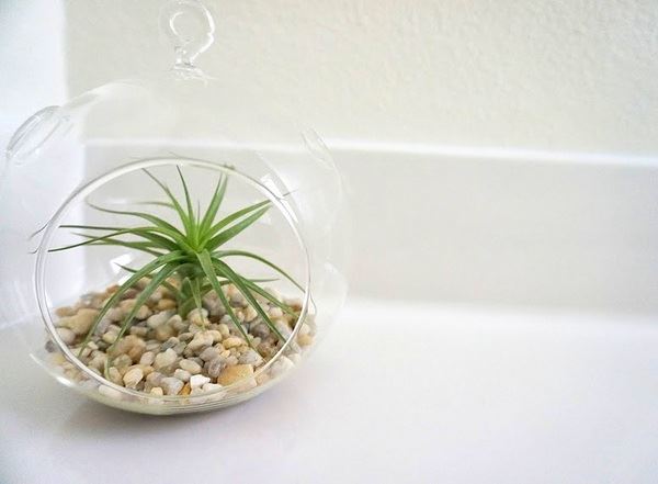 Air plant in a glass globe