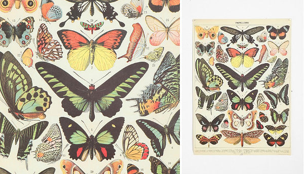Butterfly specimen poster