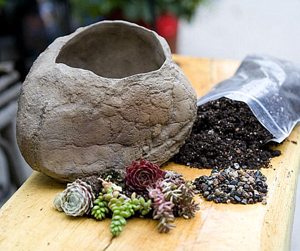 Garden stone succulent kit