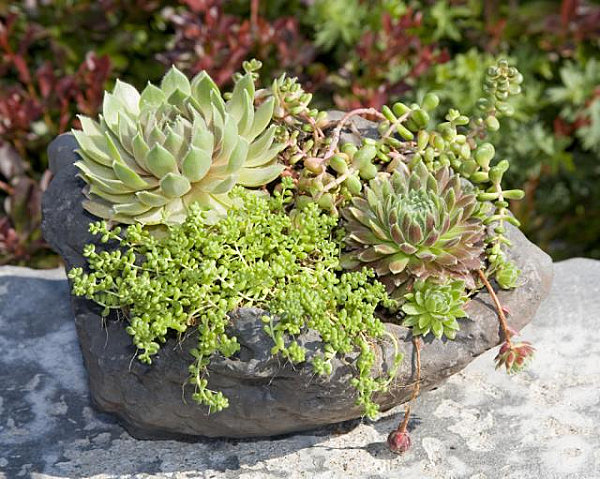 Stone succulent planter